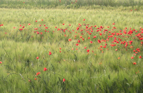 poppies-mist