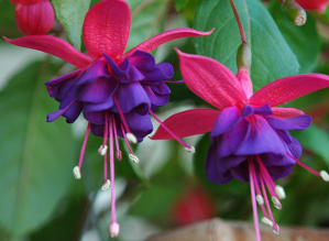 fuschia